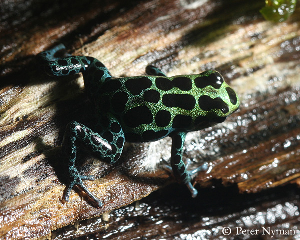 Poison Dart Frog, 