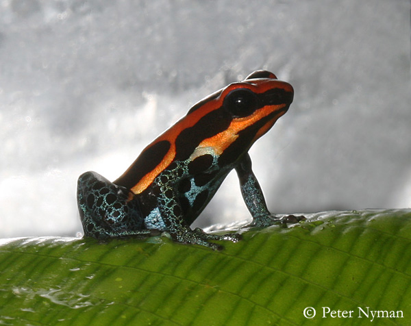 Poison Dart Frog, 