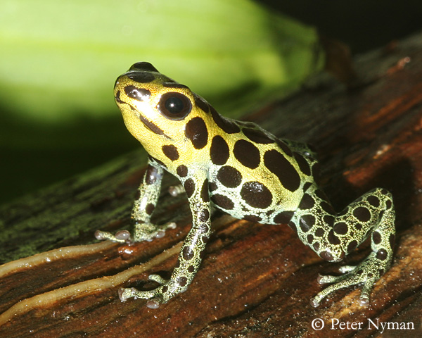 Poison Dart Frog, 