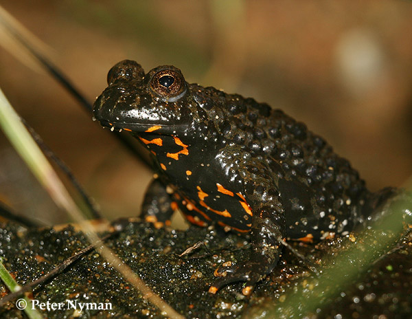 Poison Dart Frog