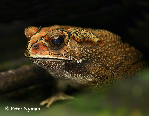 Poison Dart Frog