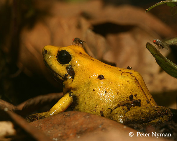 Poison Dart Frog