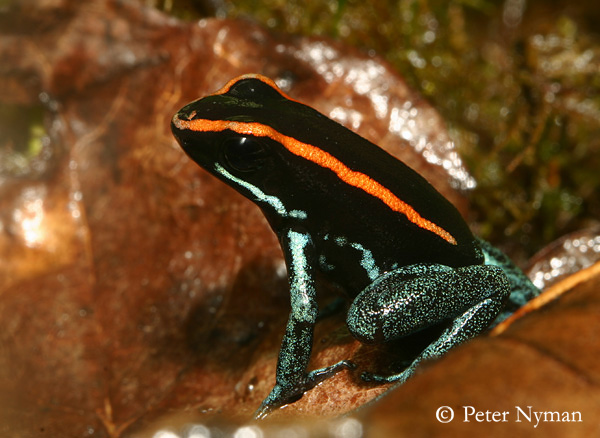 Poison Dart Frog, phyllobates vittatus