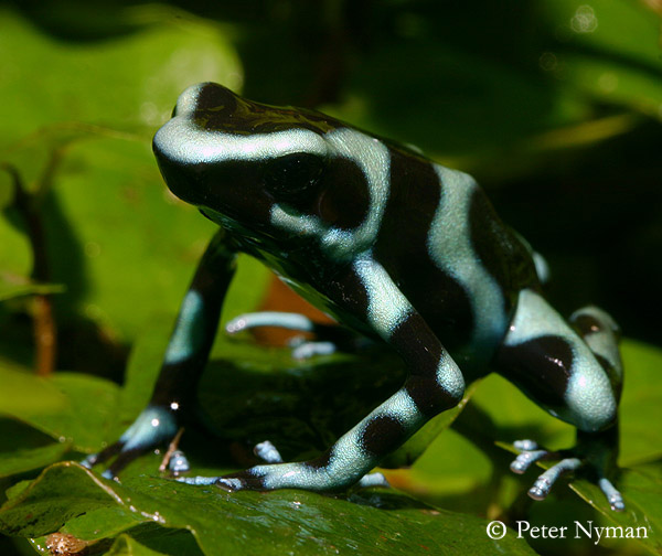 Poison Dart Frog, dendrobates auratus costa rica