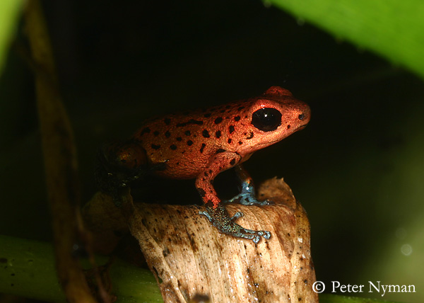 Poison Dart Frog, oophaga pumilio cristobal