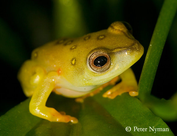 Argus reed frog, hyperolius argus