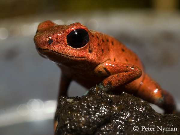 Poison Dart Frog, oophaga pumilio cristobal