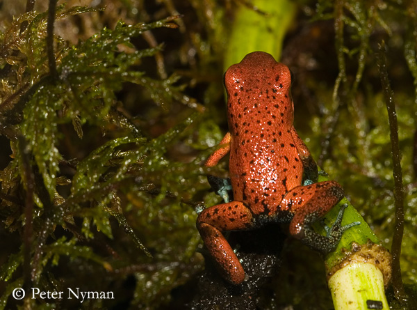 Poison Dart Frog, oophaga pumilio cristobal