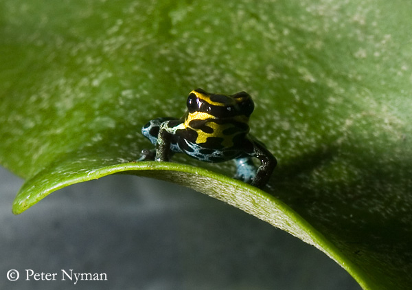 Poison Dart Frog, ranitomeya ventrimaculatus yellow