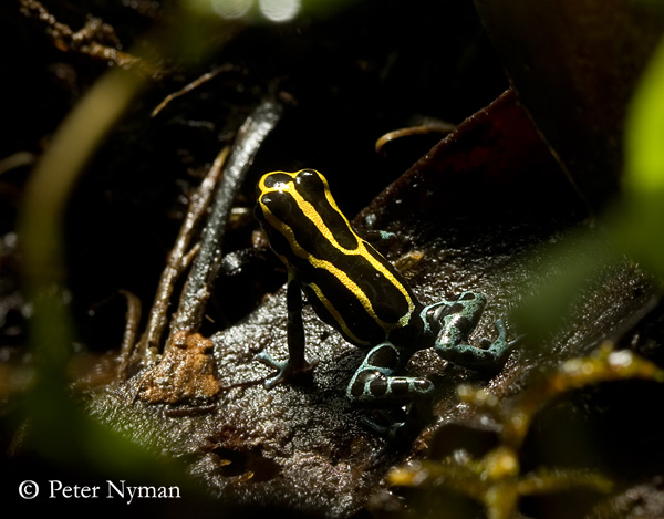 Poison Dart Frog, ranitomeya ventrimaculatus yellow